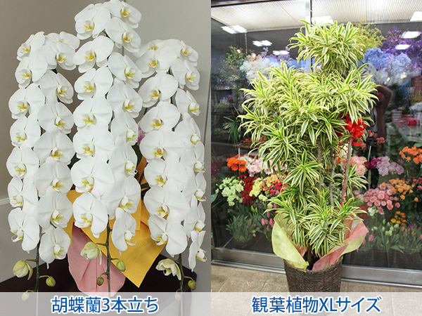 株式会社セゾンプライム　ガーデン事業　紹介ページ　祝い花　胡蝶蘭3本立ち　観葉植物XLサイス