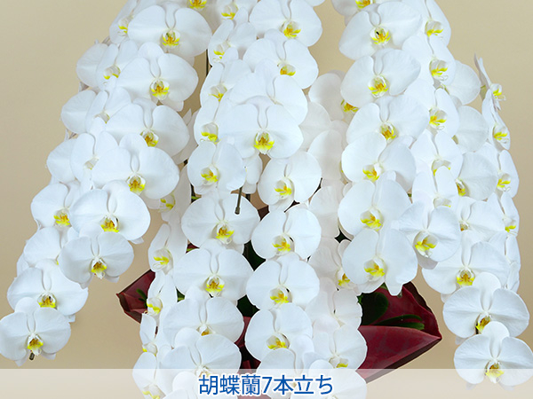 株式会社セゾンプライム　ガーデン事業　紹介ページ　祝い花　胡蝶蘭7本立ち