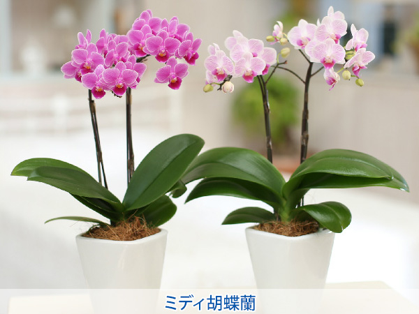 株式会社セゾンプライム　ガーデン事業　紹介ページ　祝い花　ミディ胡蝶蘭