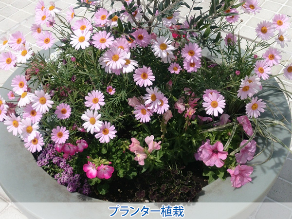 株式会社セゾンプライム　ガーデン事業　紹介ページ　レンタル / メンテナンス　プランター植栽