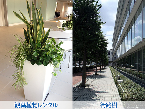 株式会社セゾンプライム　ガーデン事業　紹介ページ　レンタル / メンテナンス　観葉植物レンタル　街路樹
