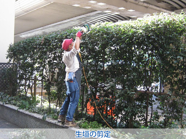 株式会社セゾンプライム　ガーデン事業　紹介ページ　レンタル / メンテナンス　生垣の剪定