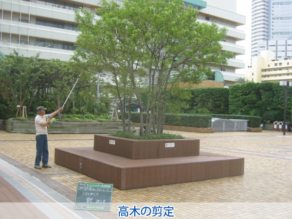 株式会社セゾンプライム　ガーデン事業　紹介ページ　レンタル / メンテナンス　高木の剪定