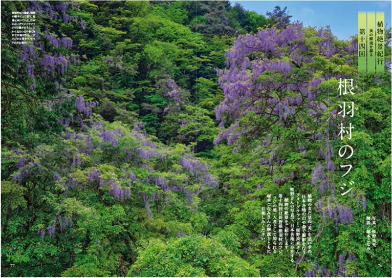 NHK趣味の園芸2026.5月号　植物絶景紀行　美の源流を探る　第14回 根羽村のフジ　解説：JGN創立メンバー はままつフラワーパーク 理事長 塚本 こなみ氏