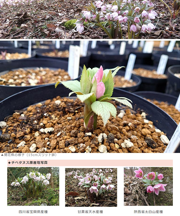 チベタヌスの夏越し資材販売中！　Zoony Garden　チベタヌス（H.thibetanus）とは