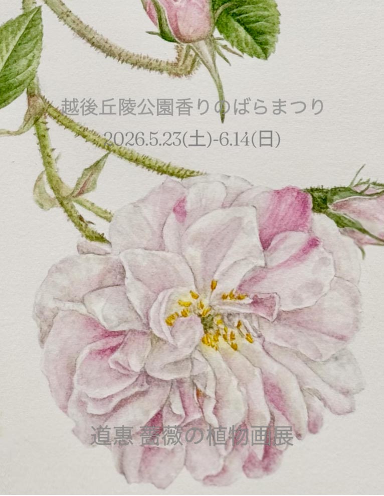 2026年5月23日～6月14日『ながおか香りのばら園 香りのばらまつり』『道惠 薔薇の植物画展』　　国営越後丘陵公園
