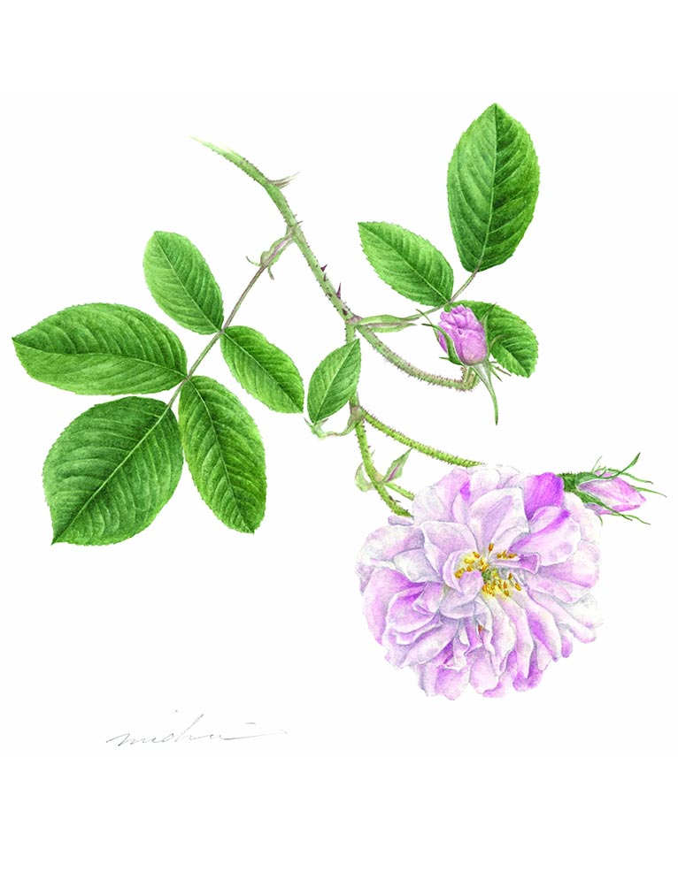 2026年5月23日～6月14日『ながおか香りのばら園 香りのばらまつり』『道惠 薔薇の植物画展』　　国営越後丘陵公園