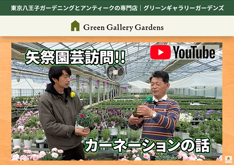 【矢祭園芸】カーネーションの知られざる新常識を聞いてきました！YouTubeチャンネル『グリーンギャラリーガーデンズ』