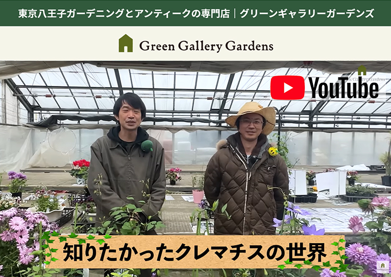 【はなせきぐち】初心者必見クレマチスはここで差がつく!!丈夫な品種選び＆夏越し完全ガイド　YouTubeチャンネル『グリーンギャラリーガーデンズ』