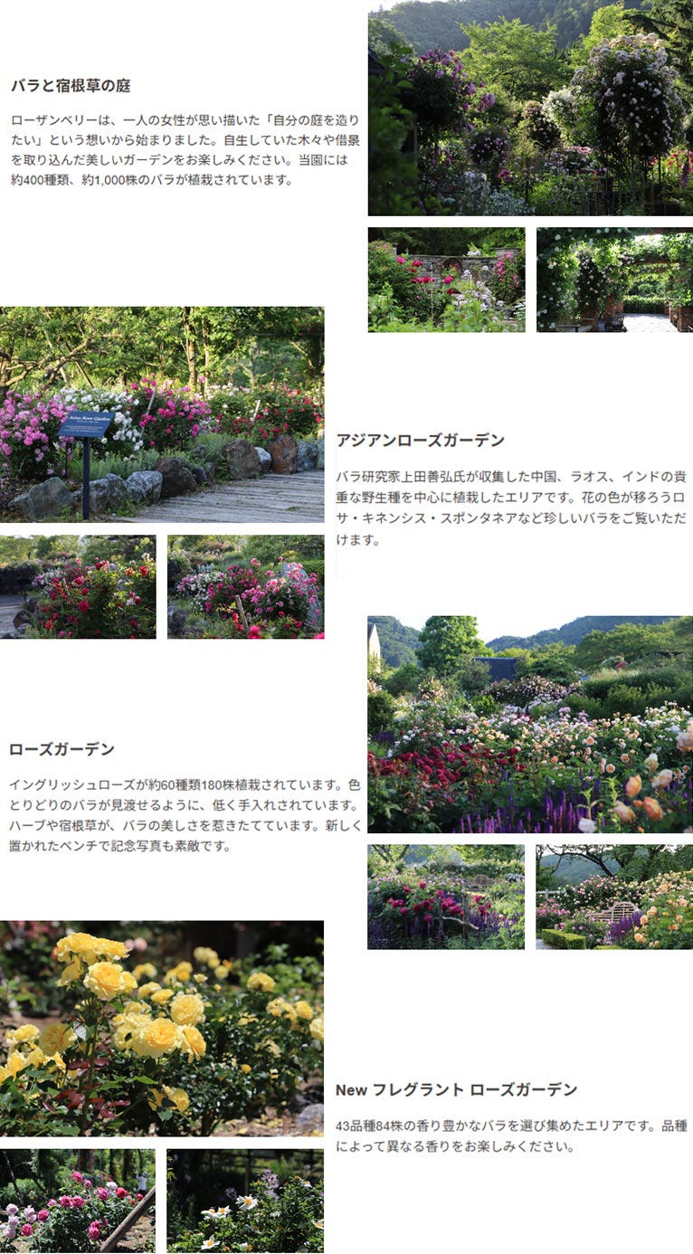 2026年5月15日～6月7日『Enjoy the Rose and Perennial Garden ～ ローザンベリーでバラと宿根草の庭を楽しもう ～』ROSE & BERRY Tawada　ローザンベリー多和田 バラと宿根草の庭、ローズガーデン、アジアンローズガーデン フレグラントローズガーデン