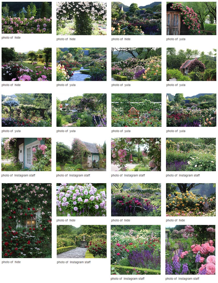 2026年5月15日～6月7日『Enjoy the Rose and Perennial Garden ～ ローザンベリーでバラと宿根草の庭を楽しもう ～』ROSE & BERRY Tawada　ローザンベリー多和田　スタッフの推しフォトスポット