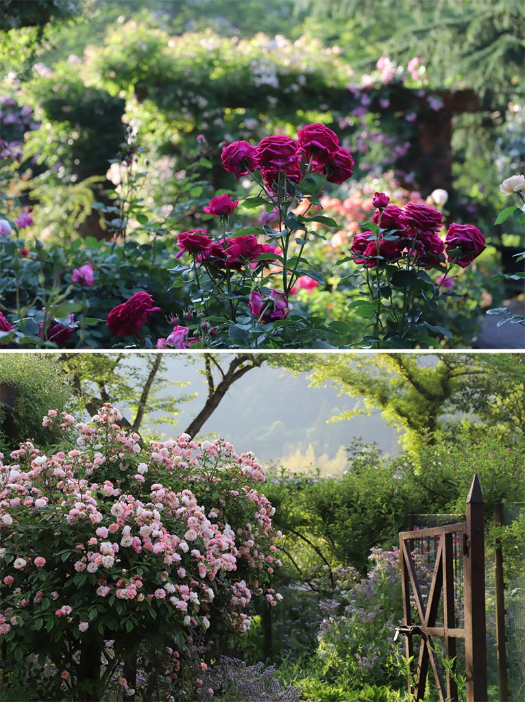 2026年5月15日～6月7日『Enjoy the Rose and Perennial Garden ～ ローザンベリーでバラと宿根草の庭を楽しもう ～』今年も開催！「麗しの朝バラガーデン2026」　ROSE & BERRY Tawada　ローザンベリー多和田