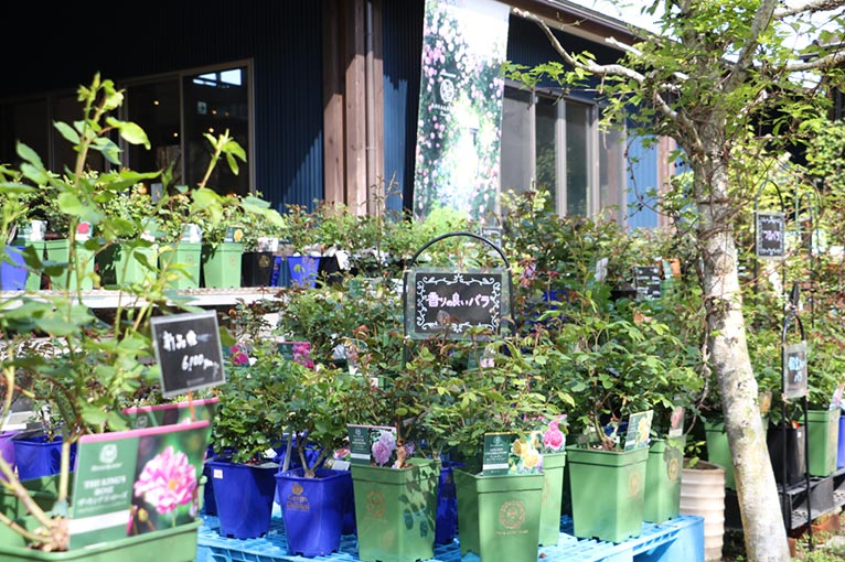 2026年5月15日～6月7日『Enjoy the Rose and Perennial Garden ～ ローザンベリーでバラと宿根草の庭を楽しもう ～』5月30日(土)～6月7日(日)最終SALE/バラ苗20%OFF！ROSE & BERRY Tawada　ローザンベリー多和田