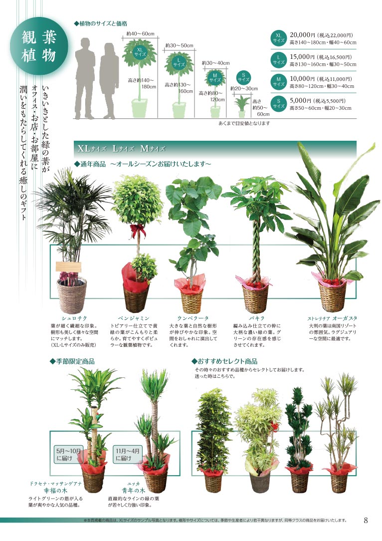大切な方へ心を込めて贈る フラワー＆グリーンギフト 株式会社セゾンプライム ガーデン事業 観葉植物