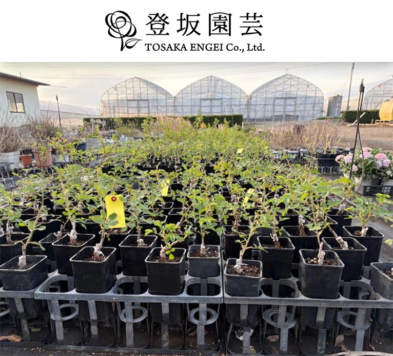 2026年5月中旬『食香バラ苗販売』　登坂園芸