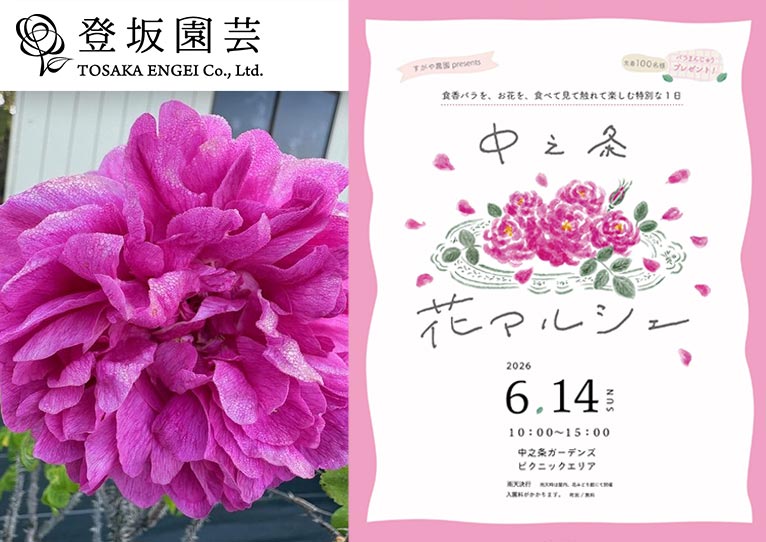 2026年5月16日～登坂園芸『食香バラ苗販売』オンラインショップでも