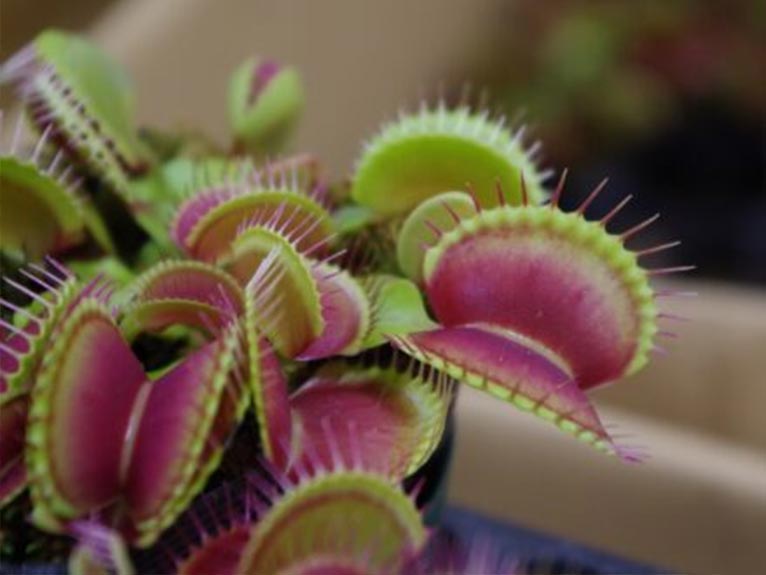 はままつフラワーパークの教室　2026年8月1・2日開催『食虫植物教室』