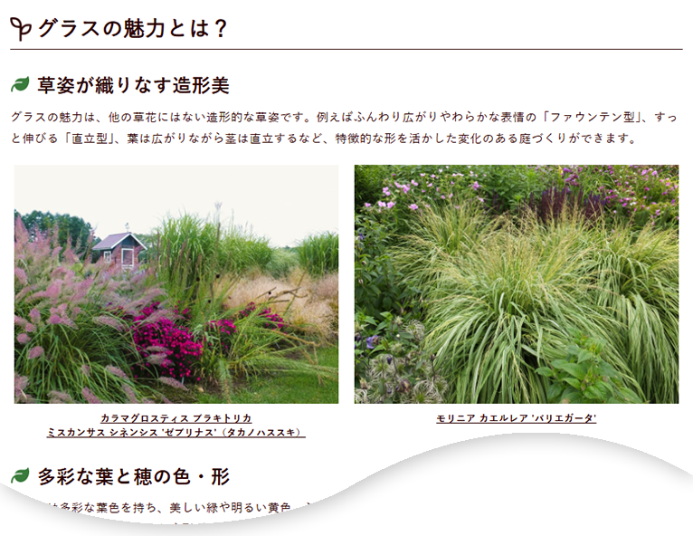 【保存版 特集】～秋まで美しい景観をつくる～『葉と穂を生かしてグラスを楽しもう!』大森ガーデン