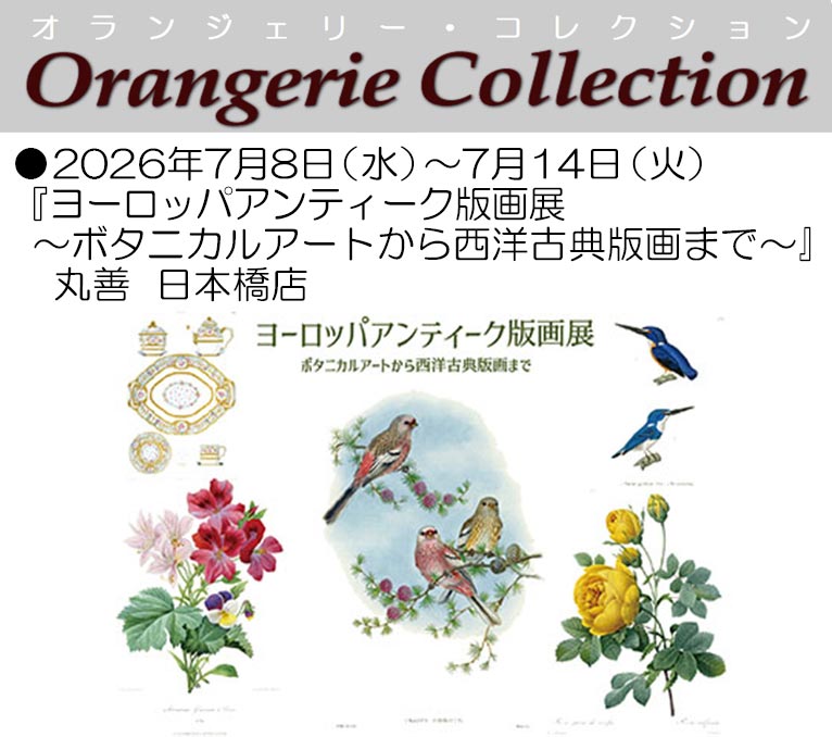 2026年7月8～14日　丸善  日本橋店『ヨーロッパアンティーク版画展 ～ボタニカルアートから西洋古典版画まで～』　植物画を展示販売します！ オランジェリー・コレクション