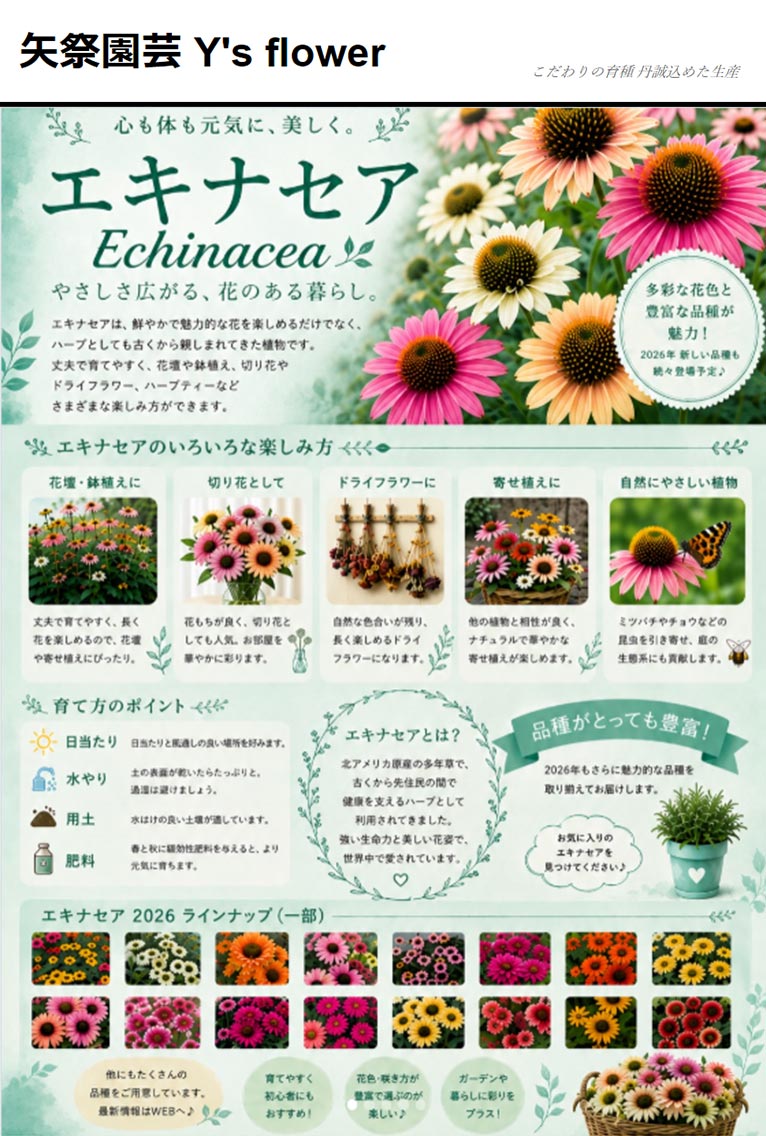 『エキナセア 市場へ出荷がスタート』矢祭園芸　オンラインショップでも販売しています！
