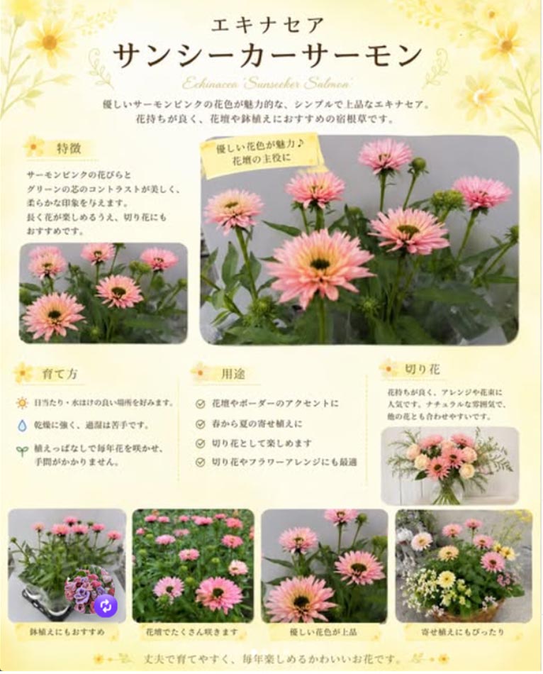 『エキナセア 市場へ出荷がスタート』矢祭園芸　オンラインショップでも販売しています！
