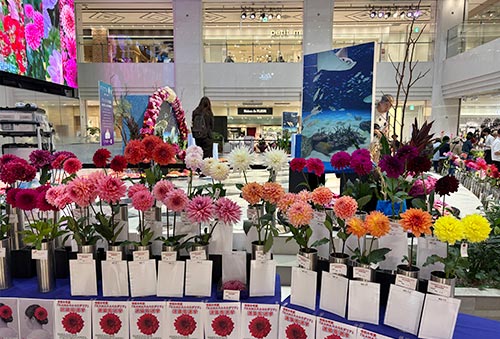 2026年10月2日（金）、東京池袋・サンシャインシティで開催中の「ダリアの華展2026」を訪れました。