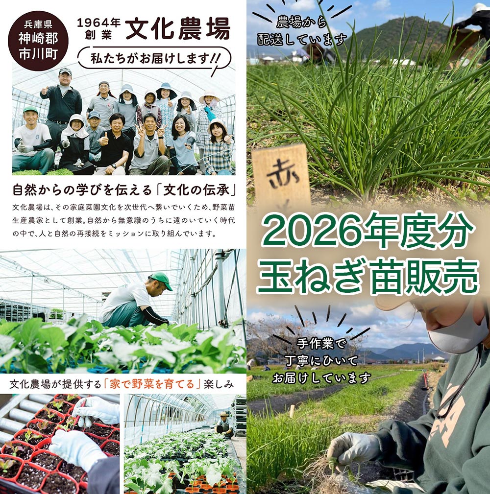 2026年度分 玉ねぎ苗販売 有限会社 文化農場