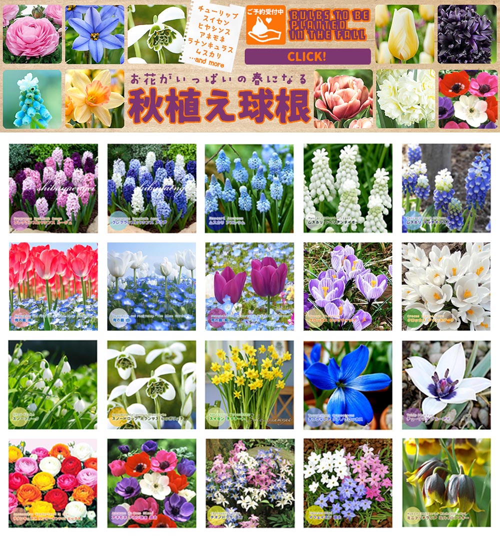 「秋植え球根 各種 ご予約受付中」Yahoo!ショッピング植木鉢屋 株式会社 渋谷園芸