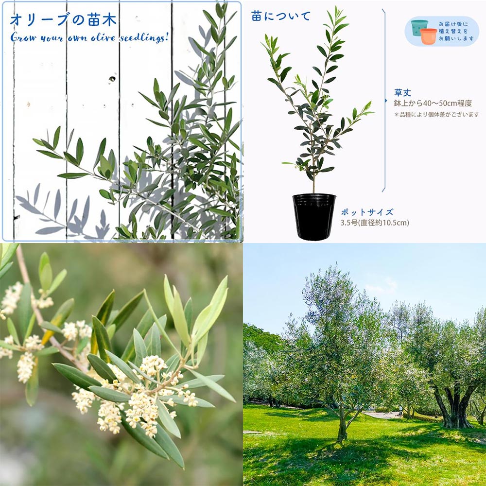 『オリーブ苗』ご予約受付中 Yahoo!ショッピング植木鉢屋 株式会社 渋谷園芸