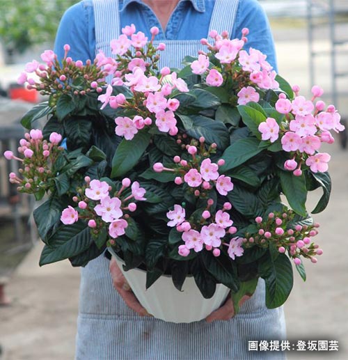 2026年11月14日開催　現地集合！JGNナーセリーツアー『高品質な鉢花が生まれる現場へ！登坂園芸 圃場見学会』〜登坂哲也さんから聞く花づくり＆限定ショッピング〜　ルクリア‘ココ’の寄せ植え